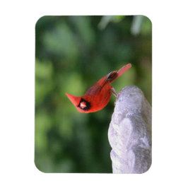 Imán El Cardenal Sobre El Baño De Aves