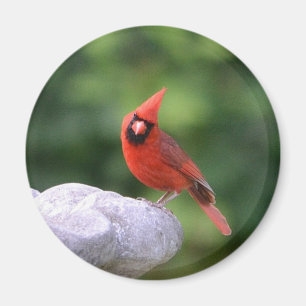 Imán El Cardenal Sobre El Baño De Aves