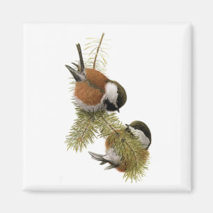 Imán El Chickadee Castaña-apoyado de Fuertes