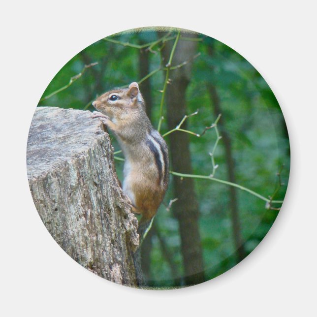 Imán El Chipmunk del Este en Stump (Frente)