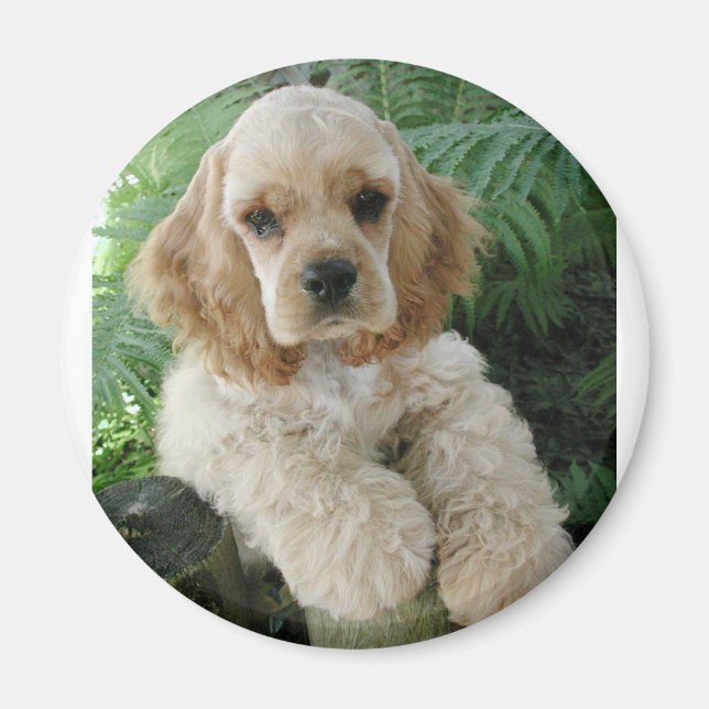 Imán El Cocker Estadounidense Spaniel Dog Y El Fern Ver (Frente)