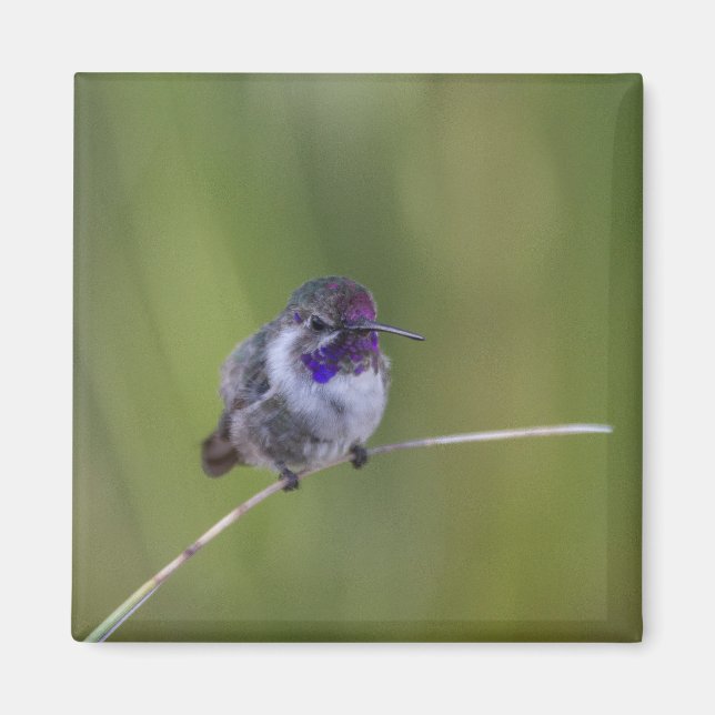 Imán El colibrí de agosto a la luz (Frente)