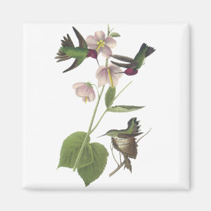 Imán El colibrí de Ana, James Audubon