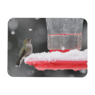 Imán El colibrí de Anna en la nieve