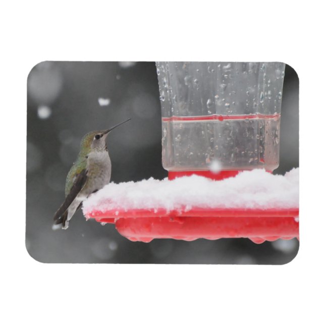 Imán El colibrí de Anna en la nieve (Horizontal)