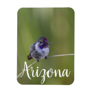 Imán El colibrí en agosto, Arizona
