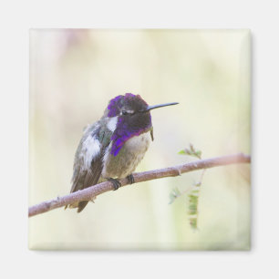 Imán El colibrí en una rama