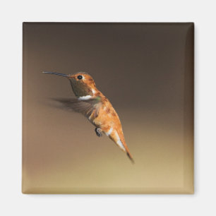 Imán El colibrí rufoso en vuelo