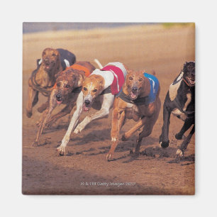 Imán El competir con de galgos en pista