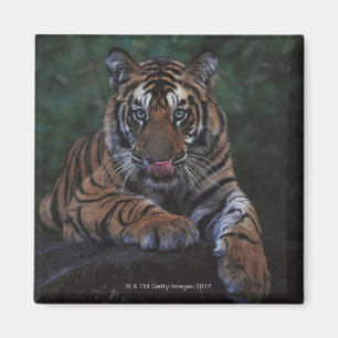 Imán El cubo de tigres se recrea en la roca