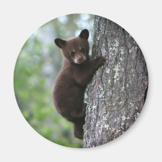 Imán El cubo del oso sube un árbol