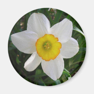 Imán El Daffodil