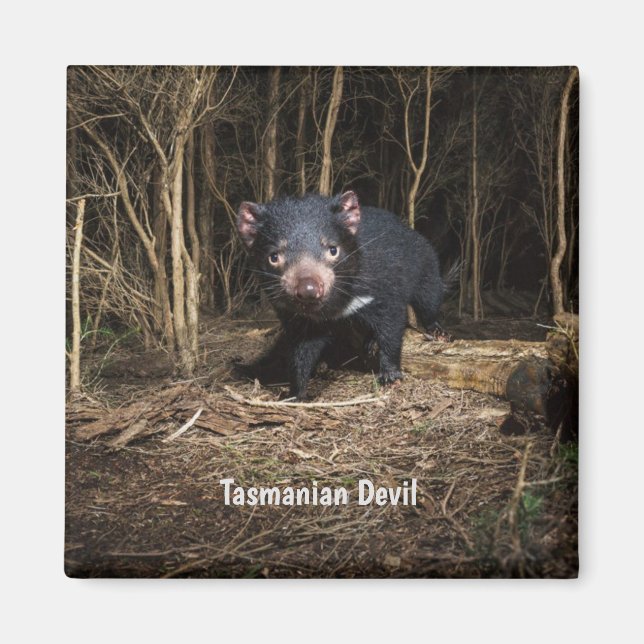 Imán El demonio australiano de Tasmania (Frente)