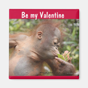 Imán El día de San Valentín del bebé del orangután