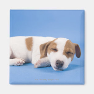 Imán El dormir del perro