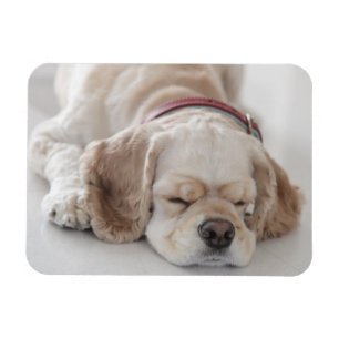 Imán El dormir del perro de cocker spaniel