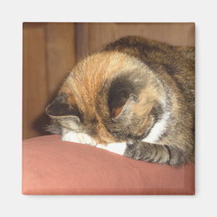 Imán El dormir "rojo" del gato en la tos