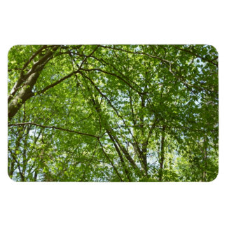 Imán El dosel de la primavera deja la naturaleza verde