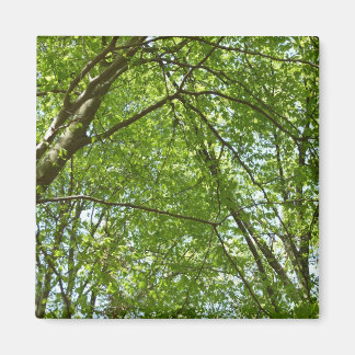 Imán El dosel de la primavera deja la naturaleza verde