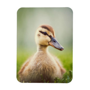 Imán El Ducking del pato silvestre del bebé