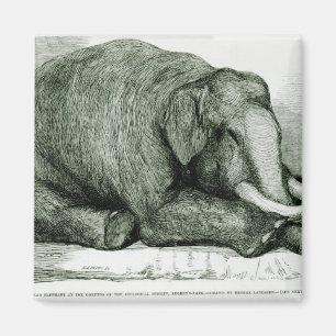 Imán El elefante muerto