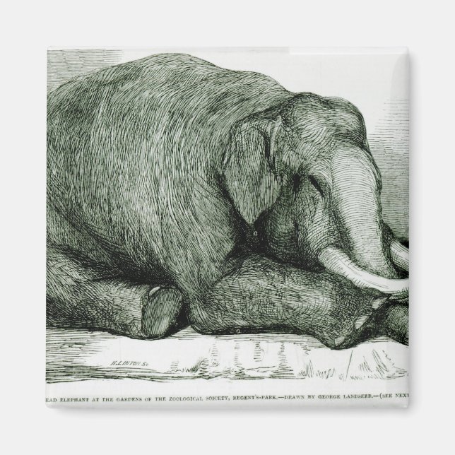 Imán El elefante muerto (Frente)