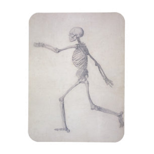 Imán El esqueleto humano, visión lateral, desde la