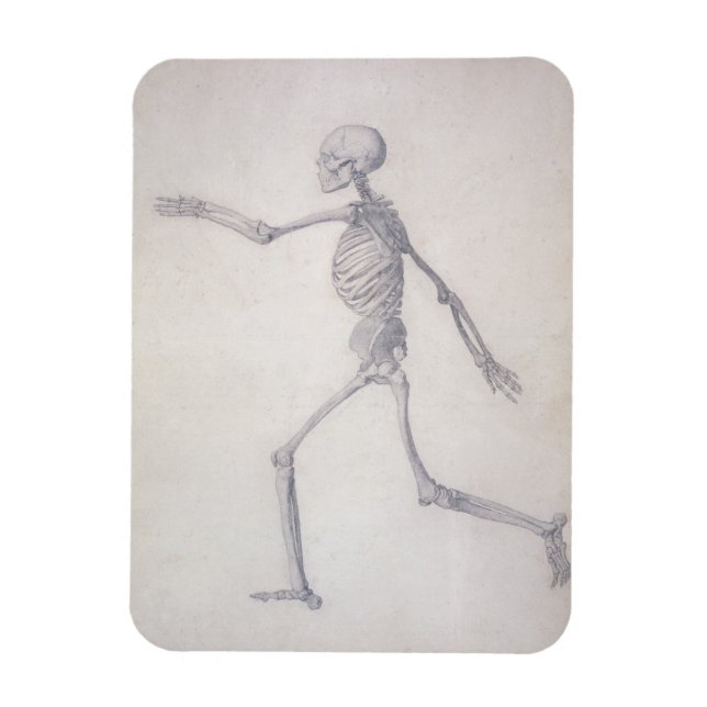 Imán El esqueleto humano, vista lateral, de la serie (Vertical)