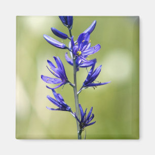 Imán El florecimiento de un lirio en el condado de Vall