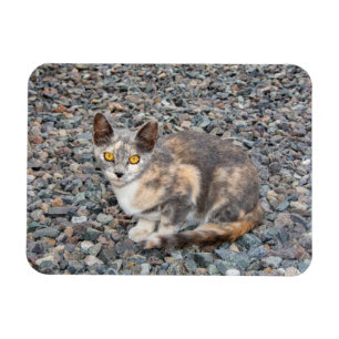 Imán El Funda de la almohada del gato
