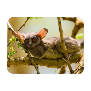 Imán El gálago senegalés (Galago Senegalensis)