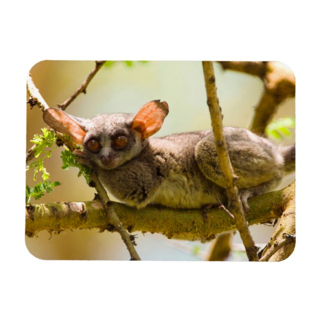 Imán El gálago senegalés (Galago Senegalensis) (Horizontal)