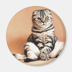 Imán El Gatito Cute Se Extiende