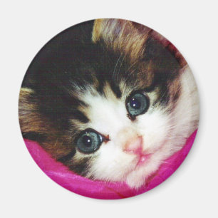 Imán El gatito más lindo de los mundos