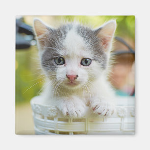 Imán El gatito monta una bici