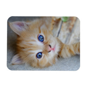 Imán El gatito rojo adorable