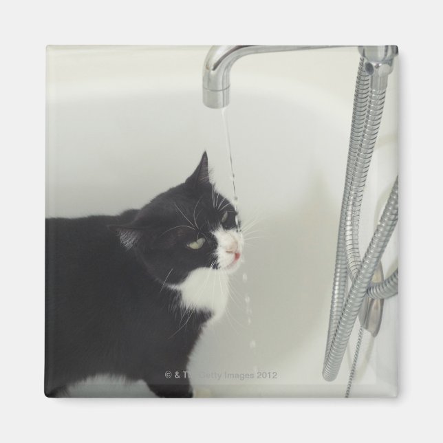 Imán El Gato Bebía Agua Derramada De Un Tap (Frente)