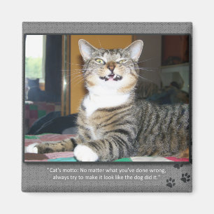 Imán El gato culpa al perro