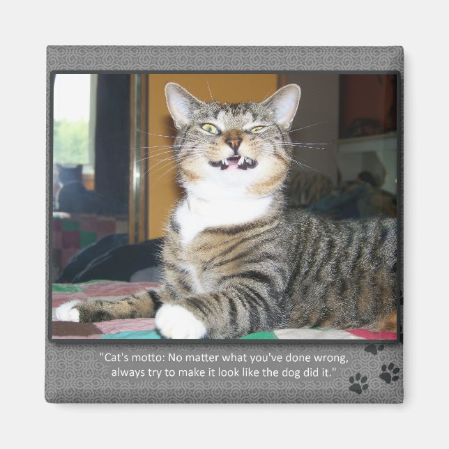 Imán El gato culpa al perro (Frente)