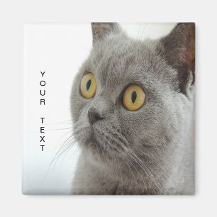 Imán El gato es lindo