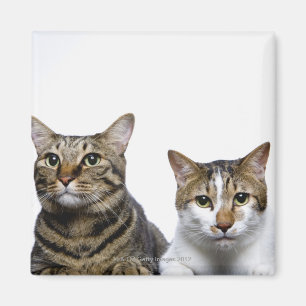Imán El gato japonés y el gato manx de fondo blanco