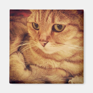 Imán El gato más lindo