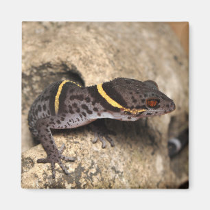 Imán El gecko de Lichtenfelder