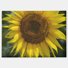 Imán - El Girasol Amarillo 