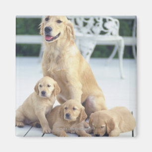 Imán El Golden Retriever es relativamente moderno y