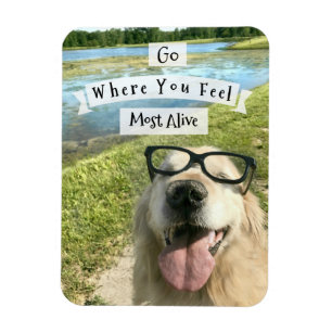 Imán El golden retriever va a adonde usted siente