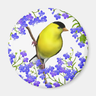 Imán El Goldfinch americano masculino en Lobelia