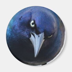 Imán El Grackle enojado