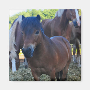 Imán El Herdmaster Maganet