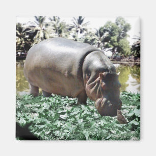 Imán El Hippo Y El Pájaro